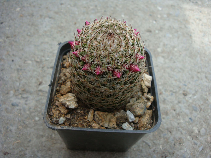 Mammillaria matudae     Bravo 1956