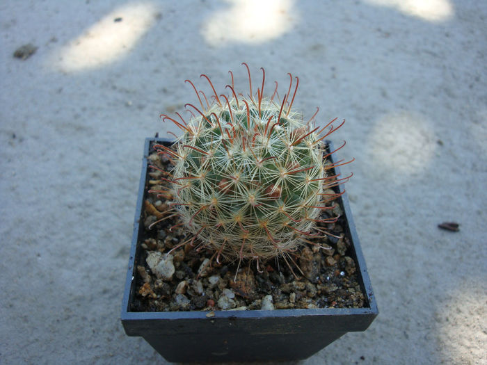 Mammillaria melanocentra     Poselger 1855