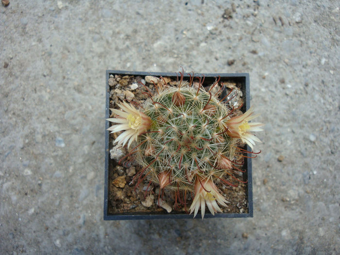 Mammillaria melanocentra    Poselger 1855 - Genul Mammillaria fila 2