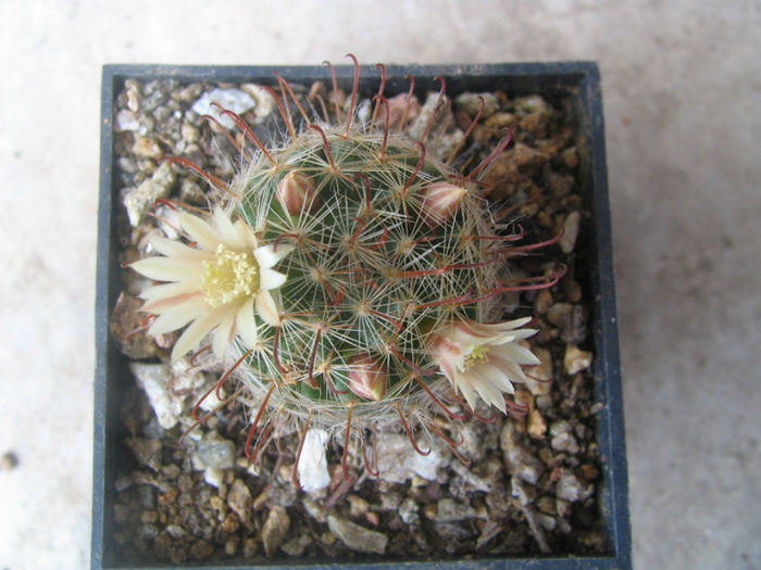 Mammillaria melanocentra  Poselger 1855