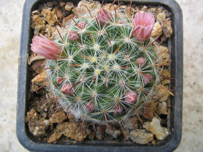 Mammillaria melispina Werderm.1934