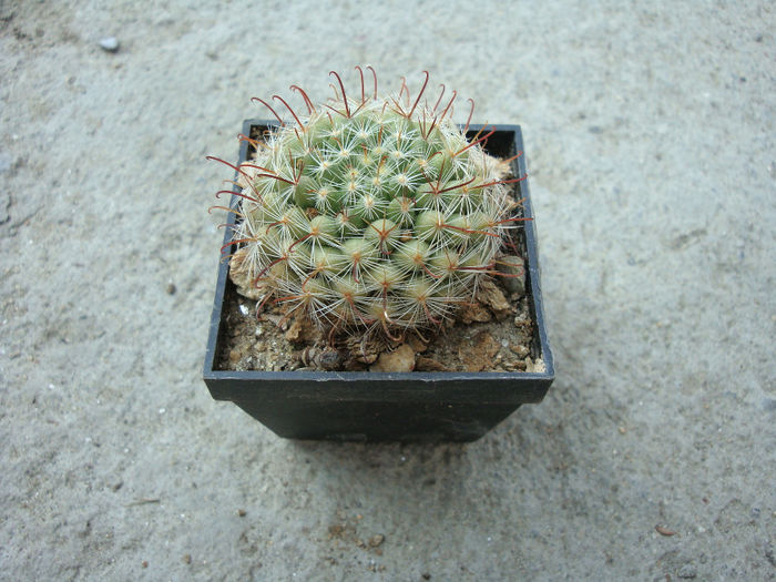 Mammillaria mercadensis   Patoni 1910