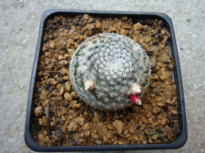 Mammillaria microthele  Mart.1829