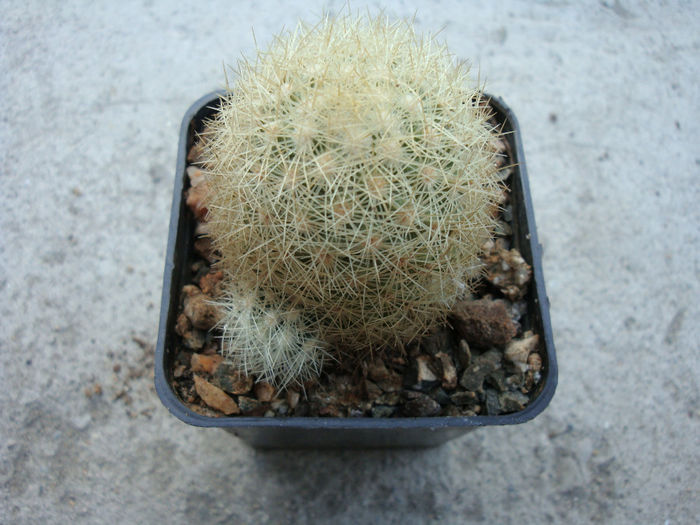 Mammillaria mieheana Tiegel 1933