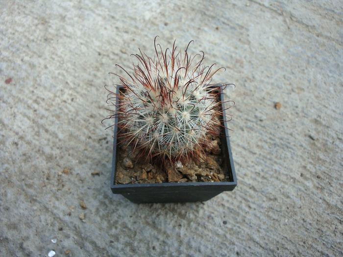 Mammillaria moelleriana       Boed.1924