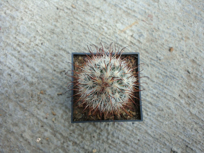 Mammillaria moelleriana      Boed.1924