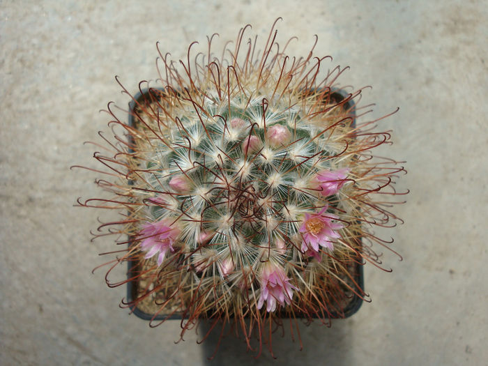 Mammillaria moelleriana     Boed.1924