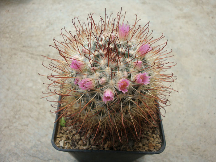 Mammillaria moelleriana    Boed.1924