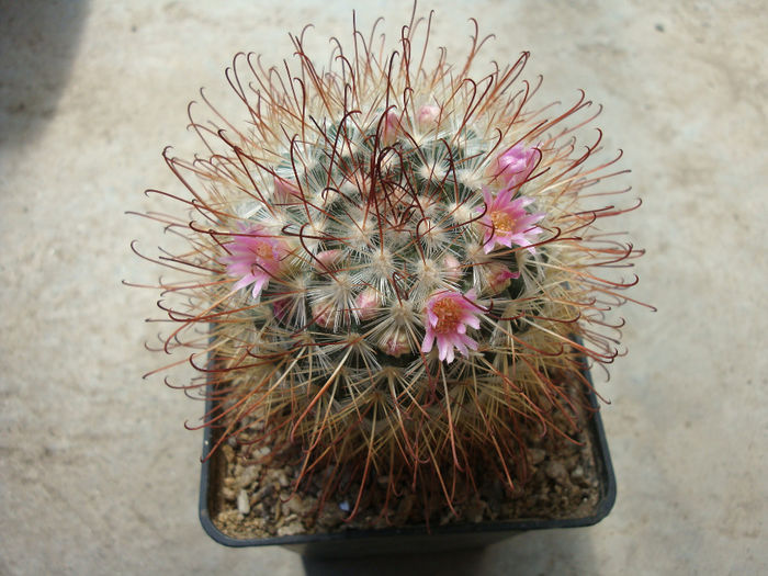 Mammillaria moelleriana   Boed.1924
