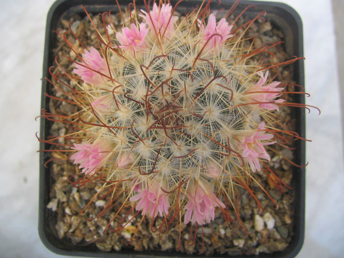Mammillaria moelleriana  Boed.1924