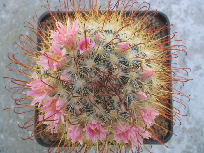 Mammillaria moelleriana Boed.1924