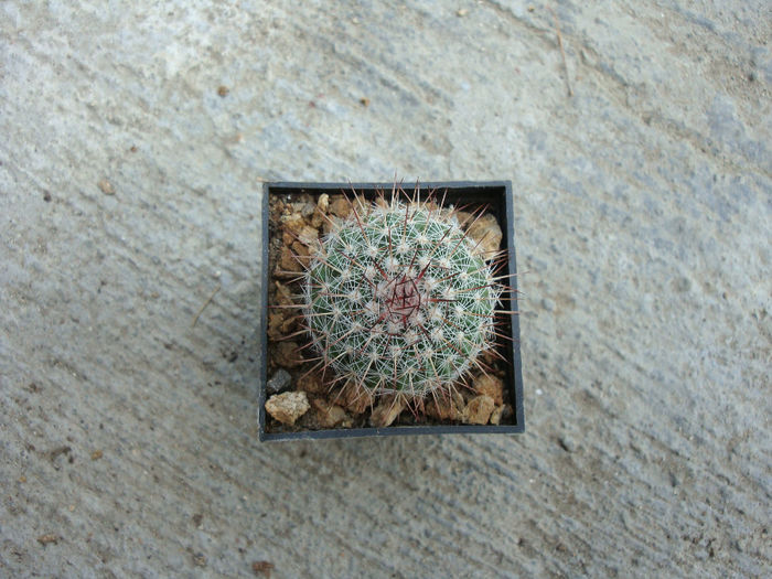 Mammillaria montensis R.T.Craig 1945