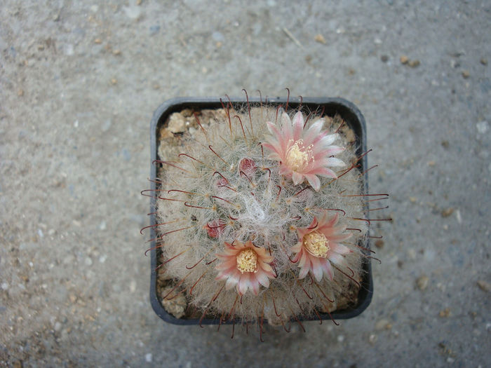 Mammillaria multihamata   Boed 1915
