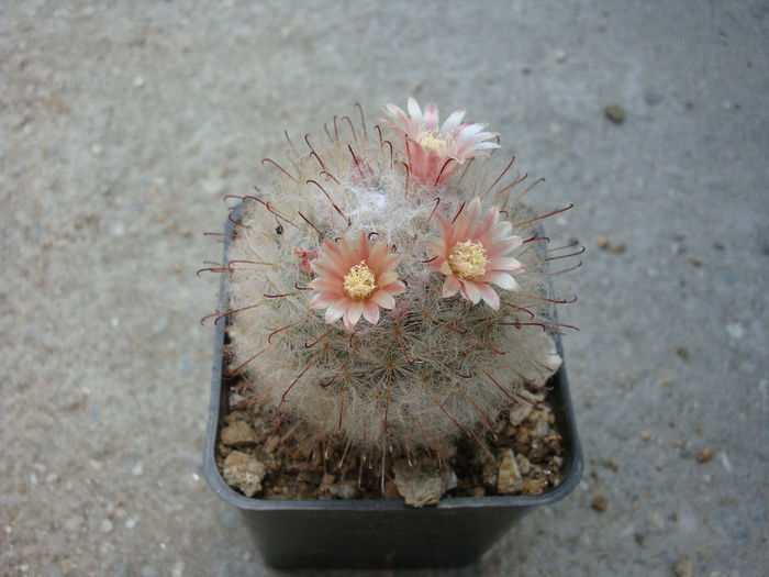 Mammillaria multihamata  Boed 1915 Mammillaria multihamata  Boed 1915