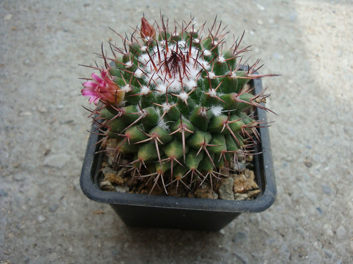 Mammillaria mystax Mammillaria mystax
