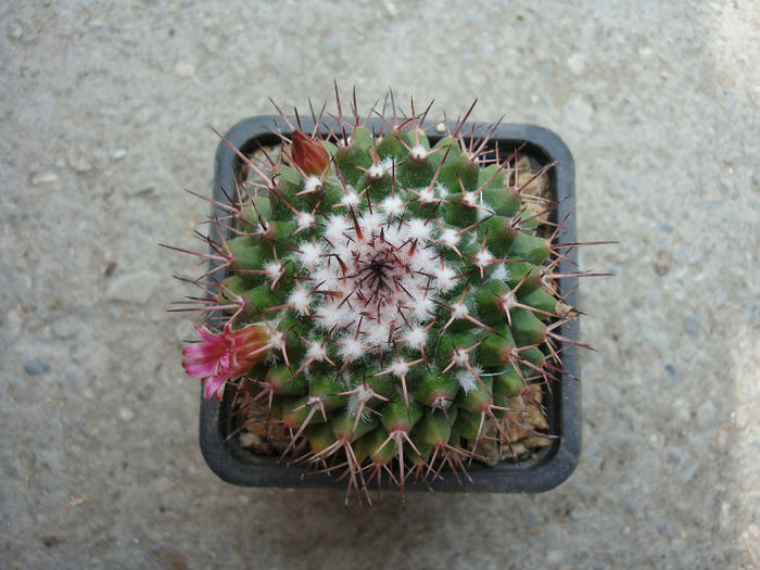 Mammillaria mystax Mammillaria mystax