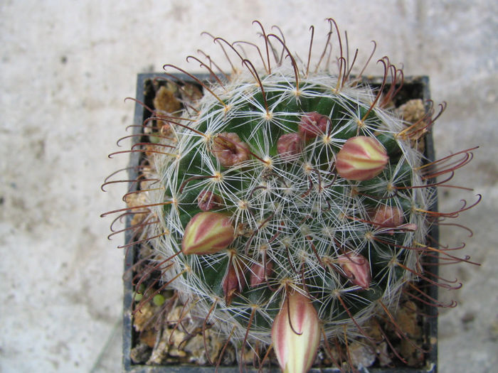 Mammillaria nana     Backeb. 1963 Mammillaria nana     Backeb. 1963