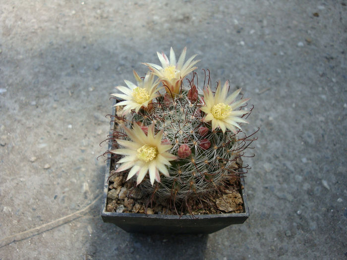 Mammillaria nana    Backeb. 1963 - Genul Mammillaria fila 2