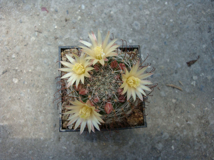 Mammillaria nana   Backeb. 1963 Mammillaria nana   Backeb. 1963