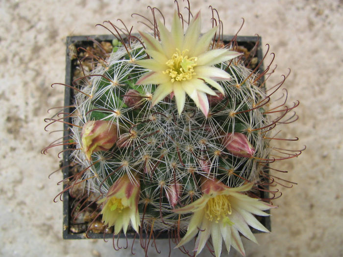 Mammillaria nana  Backeb. 1963 Mammillaria nana  Backeb. 1963
