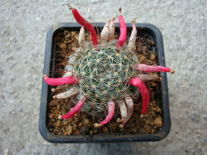 Mammillaria nana Backeb. 1963 Mammillaria nana Backeb. 1963