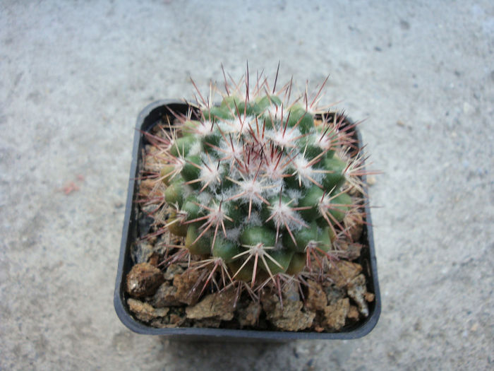 Mammillaria neoschwarzeana Fritz Schwarz 1949 Mammillaria neoschwarzeana Fritz Schwarz 1949