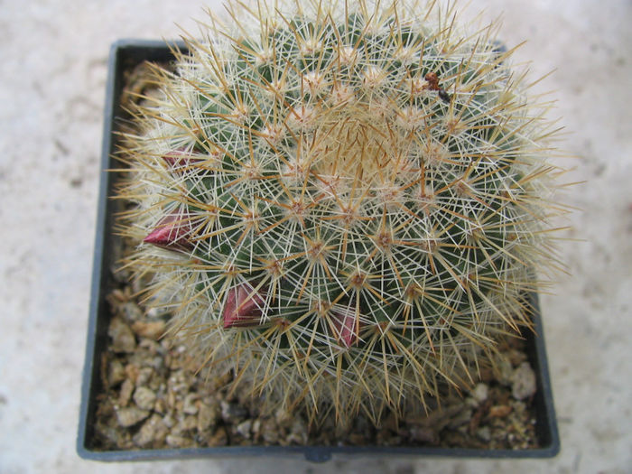 Mammillaria nunezii   (Britton & Rose) Orcutt 1926 Mammillaria nunezii   (Britton & Rose) Orcutt 1926