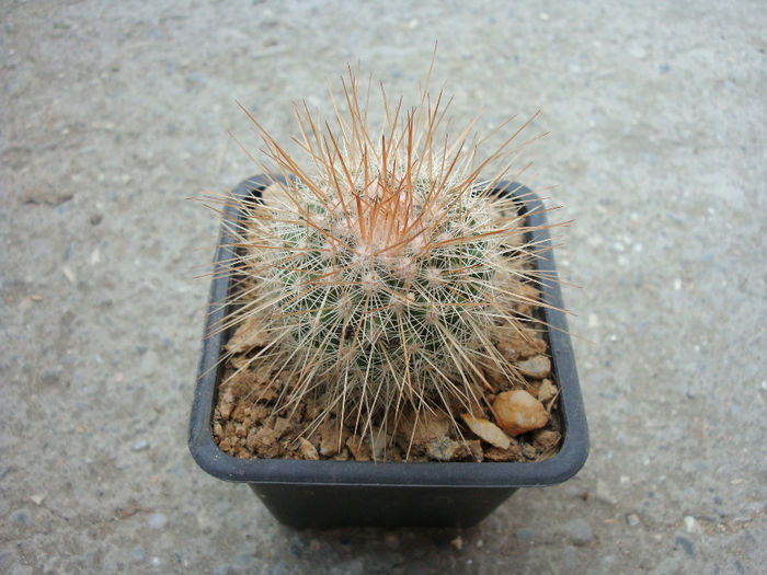 Mammillaria nunezii  (Britton & Rose) Orcutt 1926 Mammillaria nunezii  (Britton & Rose) Orcutt 1926