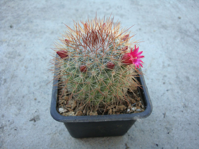 Mammillaria nunezii subsp. bella  (Backeb.) D.R. Hunt.1997 Mammillaria nunezii subsp. bella  (Backeb.) D.R. Hunt.1997