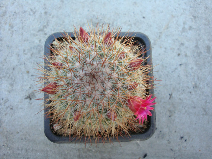 Mammillaria nunezii subsp. bella (Backeb.) D.R. Hunt.1997 Mammillaria nunezii subsp. bella (Backeb.) D.R. Hunt.1997