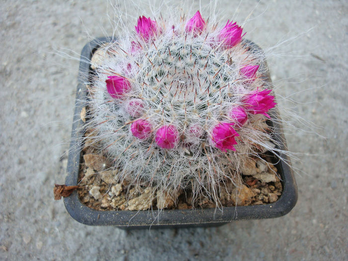 Mammillaria parkinsonii   Ehrenb.1840 Mammillaria parkinsonii   Ehrenb.1840
