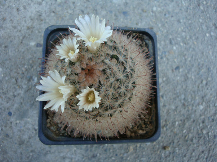 Mammillaria pennispinosa Krainz 1948 Mammillaria pennispinosa Krainz 1948