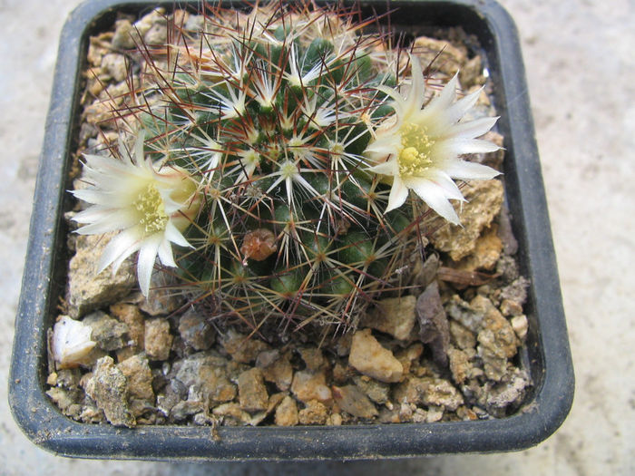 Mammillaria picta Meinsh.1858 Mammillaria picta Meinsh.1858