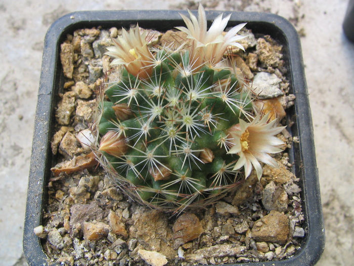 Mammillaria picta ssp. Viereckii  (Boed.) D.R.Hunt.1997 Mammillaria picta ssp. Viereckii  (Boed.) D.R.Hunt.1997