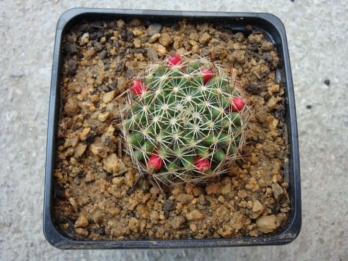 Mammillaria picta ssp. Viereckii (Boed.) D.R.Hunt.1997 - Genul Mammillaria fila 2