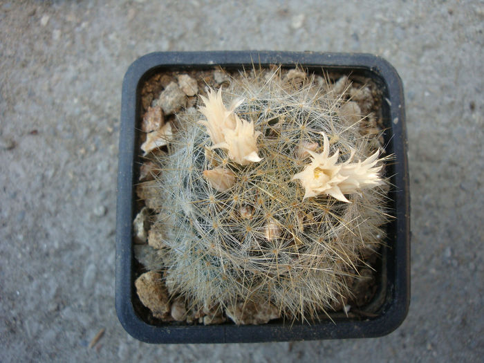 Mammillaria pilispina       J.A. Purpus 1912 Mammillaria pilispina       J.A. Purpus 1912