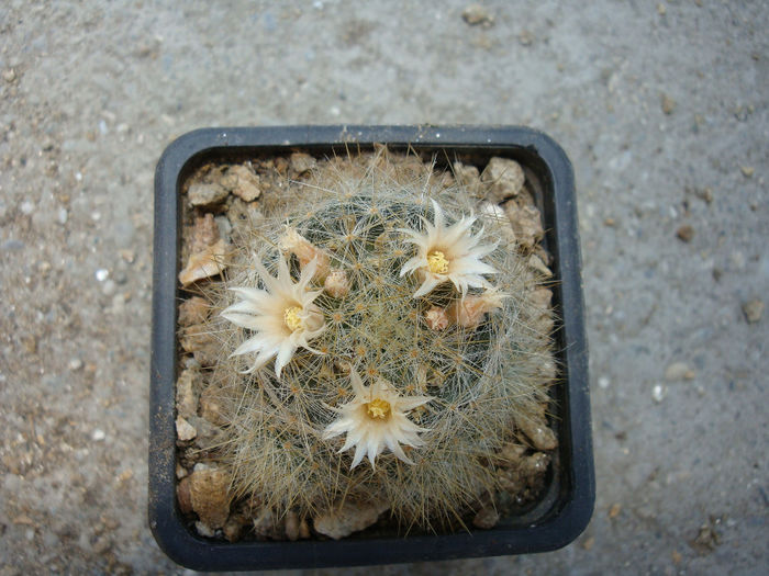 Mammillaria pilispina      J.A. Purpus 1912 Mammillaria pilispina      J.A. Purpus 1912