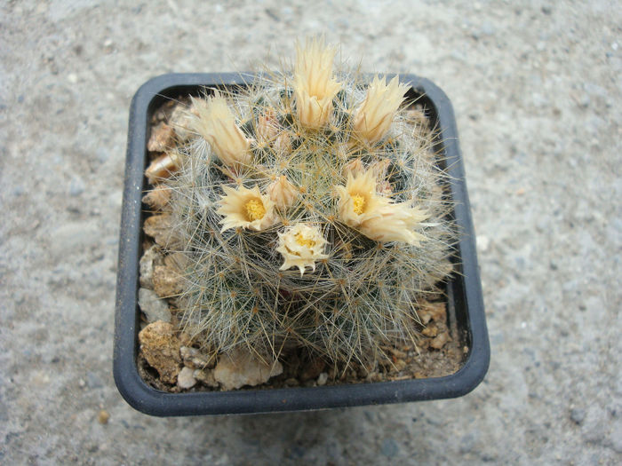 Mammillaria pilispina     J.A. Purpus 1912 Mammillaria pilispina     J.A. Purpus 1912