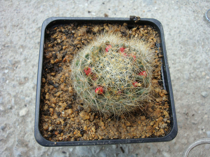 Mammillaria pilispina   J.A. Purpus 1912 Mammillaria pilispina   J.A. Purpus 1912