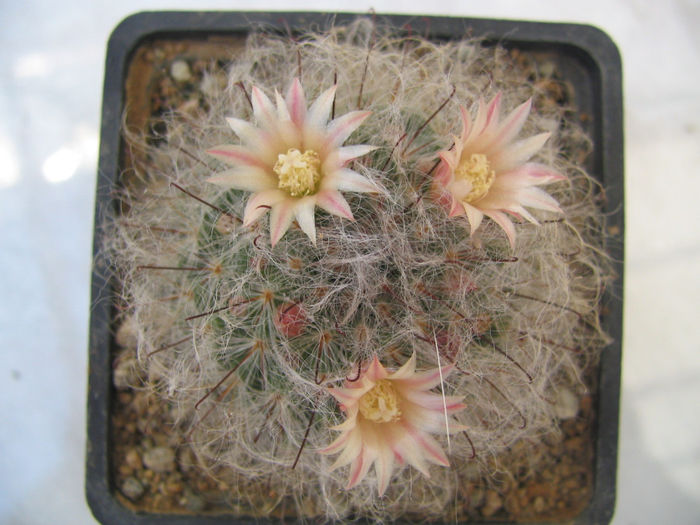 Mammillaria pilispina  J.A. Purpus 1912 Mammillaria pilispina  J.A. Purpus 1912