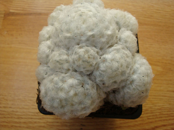 Mammillaria plumosa  F.A.C. Weber 1898 Mammillaria plumosa  F.A.C. Weber 1898