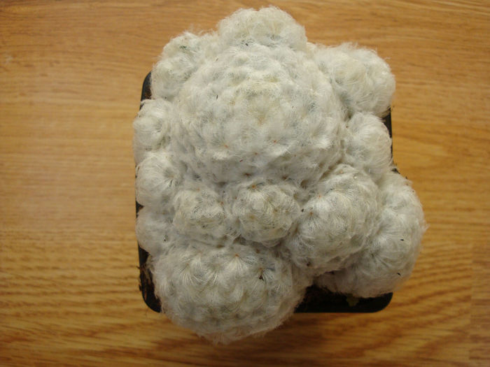 Mammillaria plumosa F.A.C. Weber 1898 Mammillaria plumosa F.A.C. Weber 1898