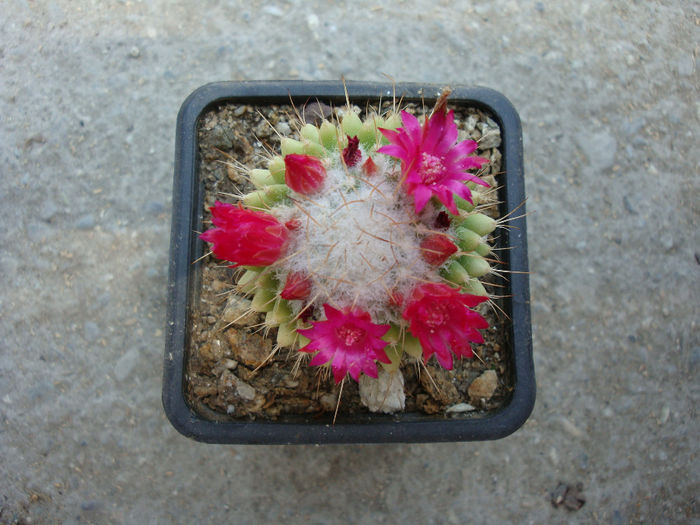 Mammillaria polythele 'inermis' - Genul Mammillaria fila 2
