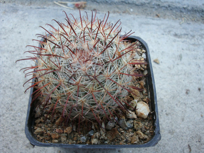 Mammillaria polythele   Mart. 1832 Mammillaria polythele   Mart. 1832