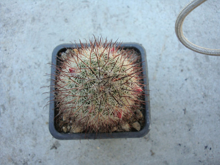 Mammillaria rekoi ssp. leptacantha f. flavispina - Genul Mammillaria fila 2