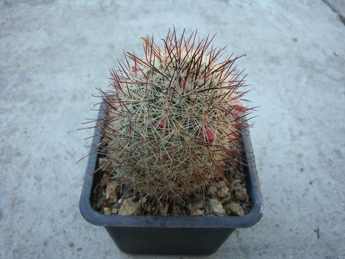 Mammillaria rekoi ssp. leptacantha f. flavispina . - Genul Mammillaria fila 2