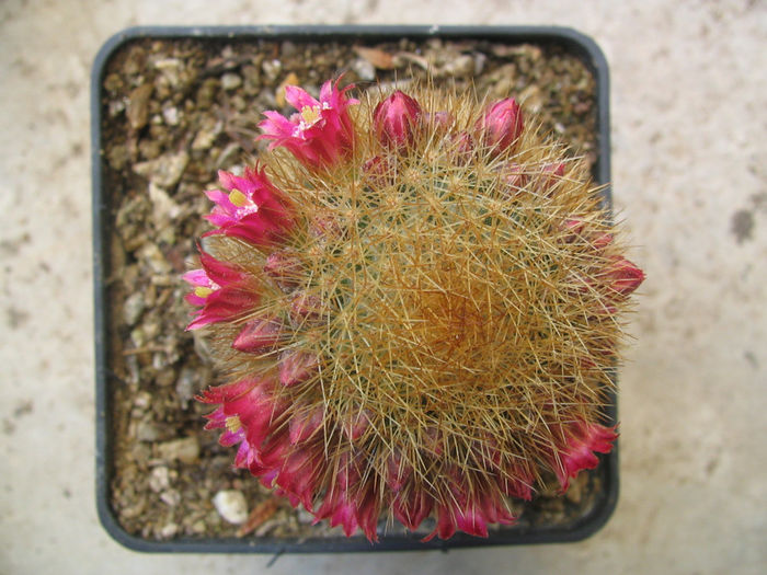 Mammillaria rhodantha subsp. pringlei (J.M. Coult.) D.R. Hunt 1997