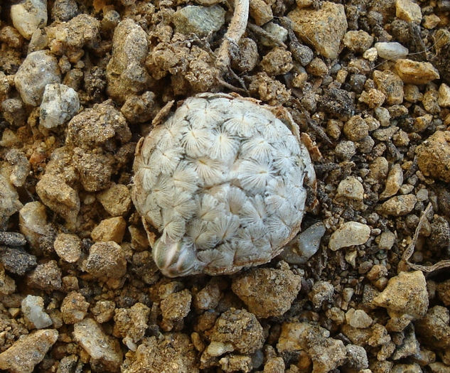 Mammillaria sanchez-mejoradae    R.Gonzales 1992