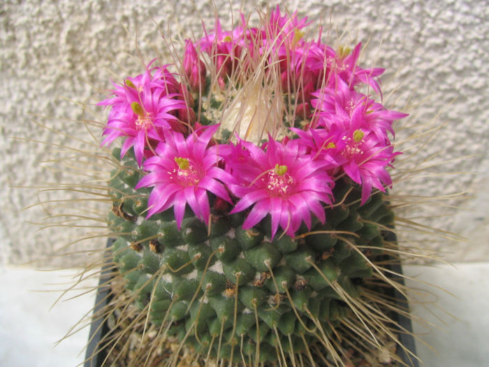 Mammillaria spinosissima cv.'UnPico'