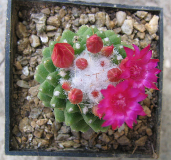 Mammillaria spinosissima f. nuda - Genul Mammillaria fila 2